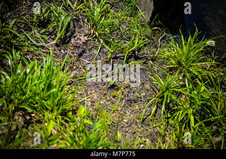 Piccolo serpente o sommatore nel verde erba a terra Foto Stock