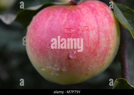 Fresca giovani rosso, rosa e yellowapple cresce su un albero con piccole gocce di acqua su di esso Foto Stock