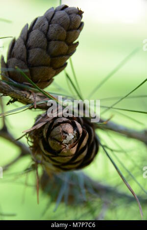 Pigne nelle quali, larice, abete coni n. il ramo di albero con aghi e l'erba verde sullo sfondo Foto Stock