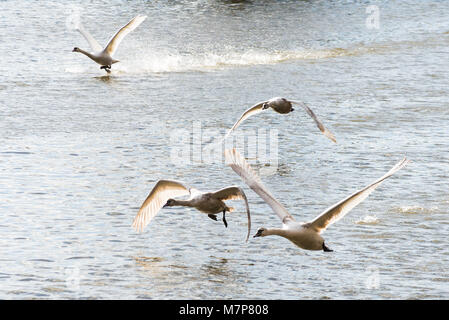 Royal Shakespeare Theatre Stratford upon Avon ricoperta di neve in blizzard Foto Stock