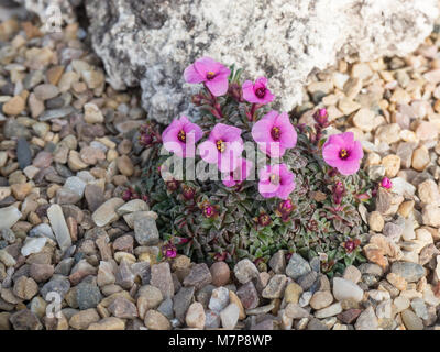 Deep pink kabscia sassifraga Nancye-6 fioritura in un letto alpina contro alcuni tufo Foto Stock