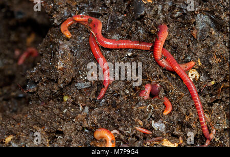 Lombrichi strisciando nel compost Foto Stock