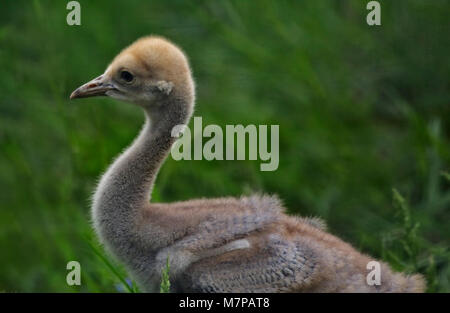 Demoiselle gru neonata (anthropoides virgo) Foto Stock