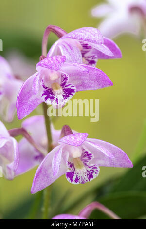 Australian ROSA Rock Orchid, Dendrobium kingianum (syn Thelychiton kingianus) nella coltivazione. Foto Stock