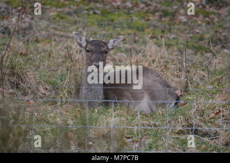 Giovani cervi sika Cervus nippon seduta nel bosco giardino dietro il bestiame di stock di maglia di filo la recinzione Doward Herefordshire REGNO UNITO Inghilterra Foto Stock