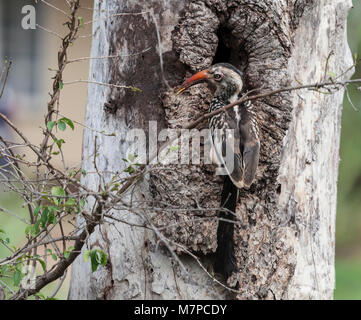 Rosso del sud-fatturati Hornbill, Tockus rufirostris, con un insetto nel becco, in corrispondenza della sua nesthole in un albero nel Parco di Kruger NP, Sud Africa Foto Stock