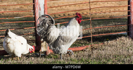 Free range lavanda rooster, bianco Sussex hen becchettare per alimenti (insetti) in erba da cortile in primavera prossima al metallo fattoria. Foto Stock