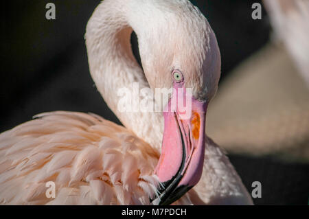 Close up di un fenicottero rosa su sfondo nero Foto Stock