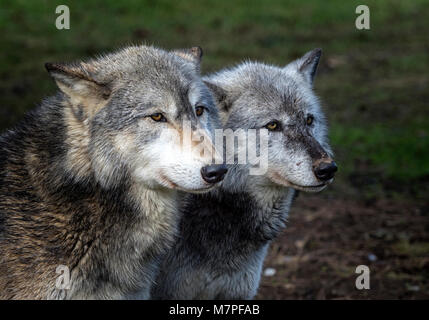 Maschio alfa (sinistra) e femmina grigio (grigio) lupo (Canis lupus), Aka il legname o Lupo Lupo occidentale. Nativo di aree selvagge di Eurasia e America Foto Stock