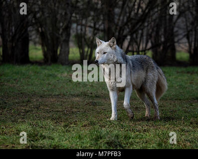 Femmina alfa grigio (grigio) lupo (Canis lupus), Aka il legname o Lupo Lupo occidentale. Un cane nativo di aree selvagge di Eurasia e Nord America Foto Stock