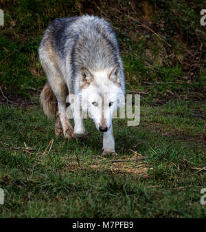 Femmina alfa grigio (grigio) lupo (Canis lupus), Aka il legname o Lupo Lupo occidentale. Un cane nativo di aree selvagge di Eurasia e Nord America Foto Stock