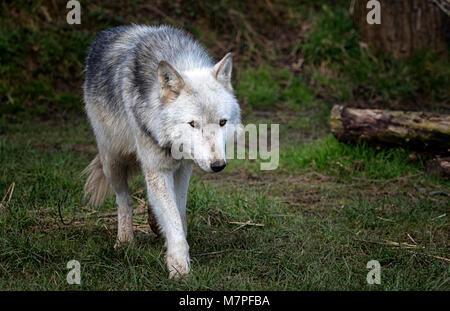 Femmina alfa grigio (grigio) lupo (Canis lupus), Aka il legname o Lupo Lupo occidentale. Un cane nativo di aree selvagge di Eurasia e Nord America Foto Stock