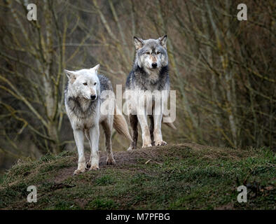 Maschio alfa (a destra) e femmina grigio (grigio) lupo (Canis lupus), Aka il legname o Lupo Lupo occidentale. Nativo di aree selvagge di Eurasia e America Foto Stock