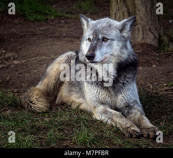 Femmina grigio (grigio) lupo (Canis lupus), Aka il legname o Lupo Lupo occidentale. Un cane nativo di aree selvagge di Eurasia e Nord America Foto Stock