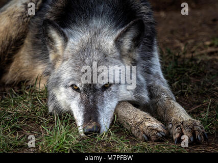 Femmina grigio (grigio) lupo (Canis lupus), Aka il legname o Lupo Lupo occidentale. Un cane nativo di aree selvagge di Eurasia e Nord America Foto Stock