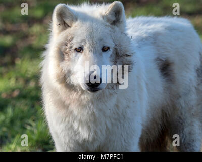 Arctic lupo (Canis lupus arctos), una sottospecie di Lupo grigio (grigio lupo), Aka polari o White Wolf, vive in Artico Canadese, Alaska e nord Groenlandia Foto Stock