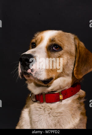 Ritratto classico di una razza mista, tan e cane bianco che indossa un collare rosso, contro uno sfondo nero. Foto Stock