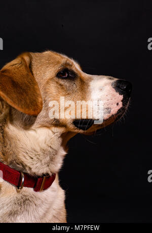 Ritratto classico di una razza mista, tan e cane bianco che indossa un collare rosso, contro uno sfondo nero. Foto Stock