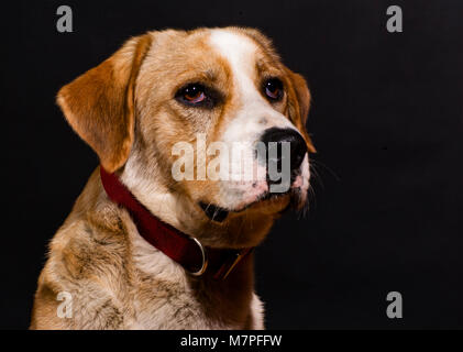 Ritratto classico di una razza mista, tan e cane bianco che indossa un collare rosso, contro uno sfondo nero. Foto Stock