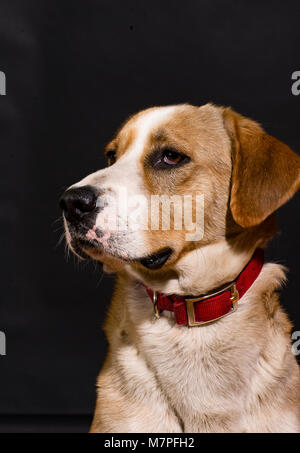 Ritratto classico di una razza mista, tan e cane bianco che indossa un collare rosso, contro uno sfondo nero. Foto Stock