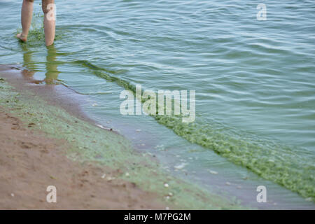 San Pietroburgo, Russia - 08 agosto 2015: Fioritura delle alghe blu-verdi nel Golfo di Finlandia. Foto Stock