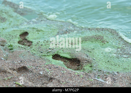 San Pietroburgo, Russia - 08 agosto 2015: Fioritura delle alghe blu-verdi nel Golfo di Finlandia. Foto Stock