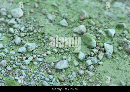 San Pietroburgo, Russia - Agosto 08, 2015: blu-verde di alghe nel Golfo di Finlandia. Il fenomeno osservato dal novanta e causate principalmente da hig Foto Stock