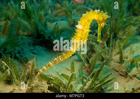 Cavalluccio marino spinosa, Jayakar il cavalluccio marino (ippocampo jayakari) tra piante fanerogame, specie minacciata Hurghada, Egitto, Mare Rosso, Africa Foto Stock