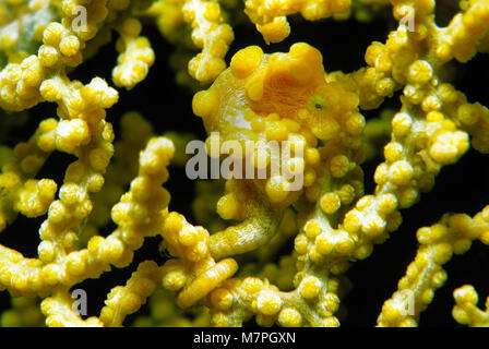 Cavalluccio marino pigmeo (Hippocampus bargibanti) su seafan (Muricella paraplectana), Lembeh strait, Celebes Mare, Sulawesi, Indo-pacifico, Indonesia, Asia Foto Stock