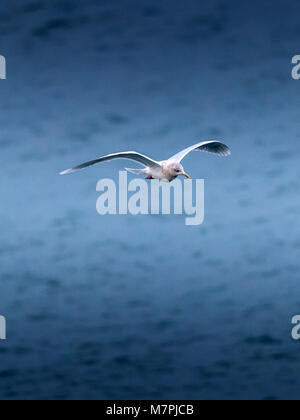 Aringa Gabbiano (Larus argentatus) in volo Foto Stock