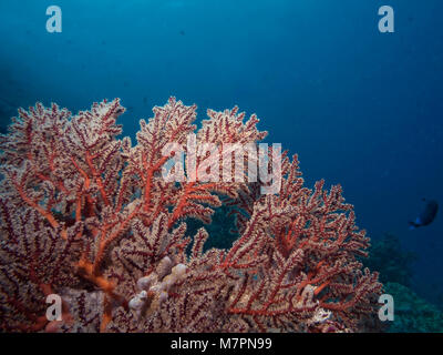 La sezione di rosso corallo morbido, Dendronephthya sp, contro sfondo blu, Bathala, Maldive Foto Stock