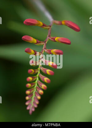 La testa di un Crocosmia Lucifer fiore Foto Stock