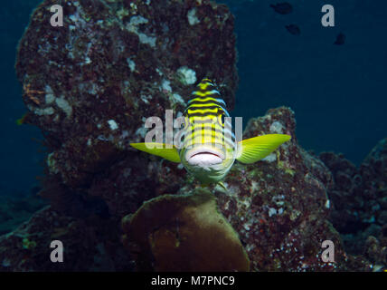 Oriental Sweetlips, Plectorhinchus vittatus, sulla barriera corallina in atollo di Ari, Oceano Indiano, Maldive Foto Stock