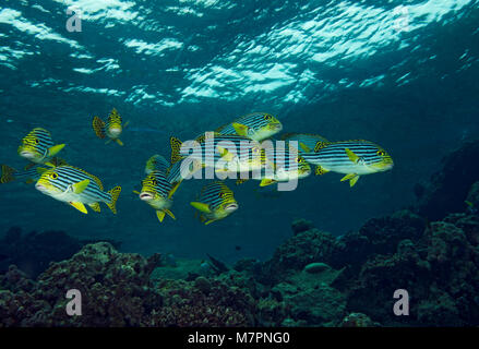 Secca di Sweetlips orientali, Plectorhinchus vittatus, sulla barriera corallina in atollo di Ari, Oceano Indiano, Maldive Foto Stock