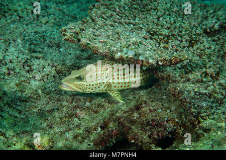 Un Whitelined australe, noto anche come una sottile raggruppatore, Anyperodon leucogrammicus, nuoto sulla barriera corallina delle Maldive Foto Stock