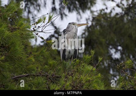 Airone cenerino, Ardea cinerea, sat nella struttura ad albero in Bathala, Maldive Foto Stock