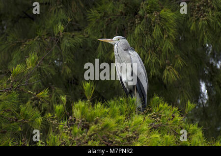 Airone cenerino, Ardea cinerea, sat nella struttura ad albero in Bathala, Maldive Foto Stock