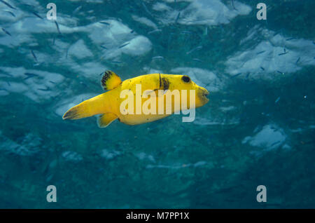 Le faraone pufferfish, forma gialla, Arothron meleagris, Maldive Foto Stock