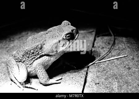 Immagine della canna da zucchero toad Rhinella marina di notte in Townsville Queensland Australia Foto Stock