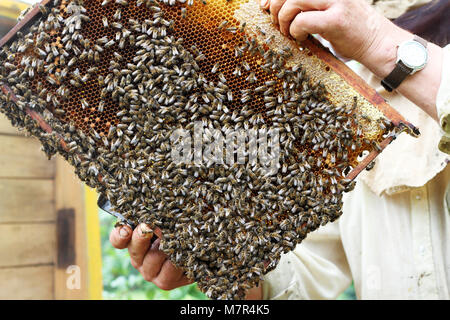 Apicoltore apiarist o è in possesso di un alveare pieno di api Foto Stock
