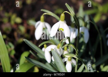 Bucaneve, Galanthus in primavera con un ape nettare di raccolta Foto Stock