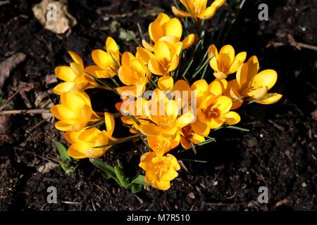 Grappolo di croco giallo nel giardino in primavera Foto Stock