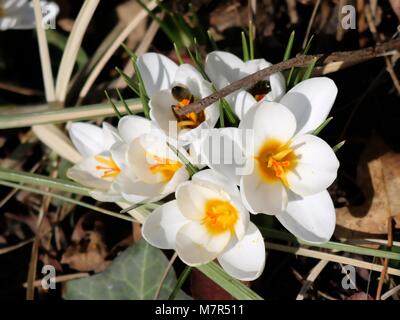 Crocus bianco in primavera con un ape nettare di raccolta Foto Stock