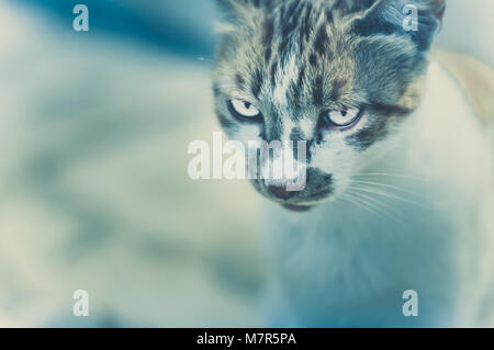 Gatto di fronte alla telecamera. Cat kowing è beeing poste e guardando lontano dalla telecamera Foto Stock