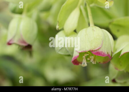 Helleborus foetidus. Veratro Sstinking in fiore in un giardino inglese in inverno (febbraio) Foto Stock