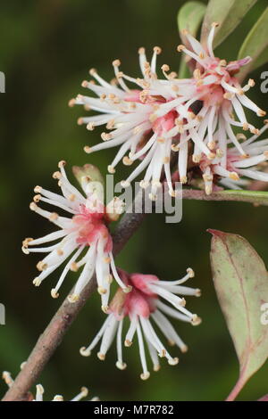 Sarcococca hookeriana var. digyna 'stelo viola' dolce o scatola di Natale, un molto profumato fioritura invernale, di arbusti in fiore. Foto Stock