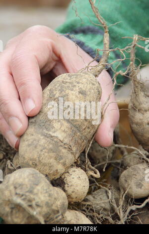 Controllare il dahlia tuberi per rot durante oltre-stoccaggio invernale. Giardiniere maschio, UK. Foto Stock