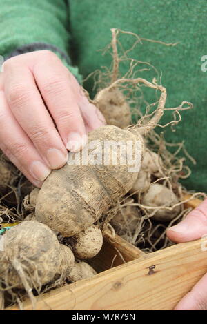 Controllare il dahlia tuberi per rot durante oltre-stoccaggio invernale. Giardiniere maschio, UK. Foto Stock