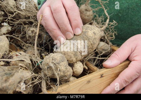 Controllare il dahlia tuberi per rot durante oltre-stoccaggio invernale. Giardiniere maschio, UK. Foto Stock