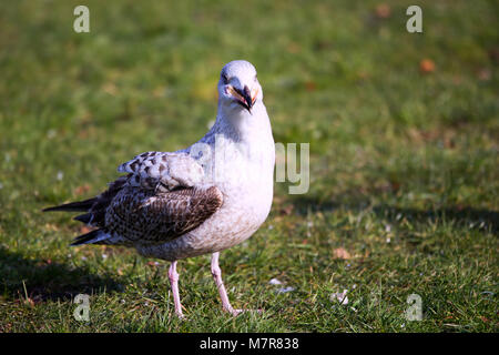 Vista frontale di un bambino a testa nera Gull Chroicocephalus ridibundus Foto Stock